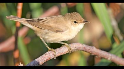 Çalı kamışçını