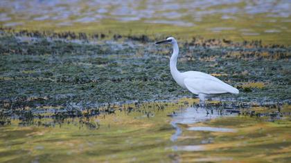 Küçük ak balıkçıl