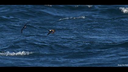 Fırtınakırlangıcı