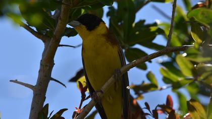 Karabaşlı kirazkuşu