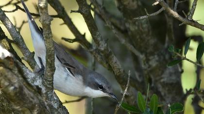Küçük akgerdanlı ötleğen