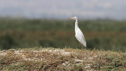 Sığır balıkçılı