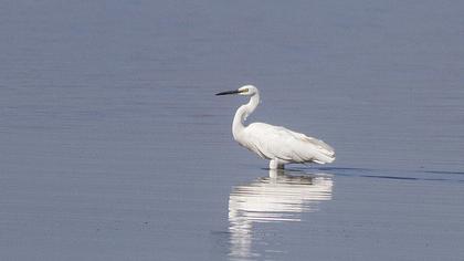 Küçük ak balıkçıl