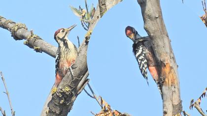 Aksırtlı ağaçkakan