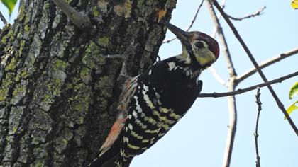 Aksırtlı ağaçkakan