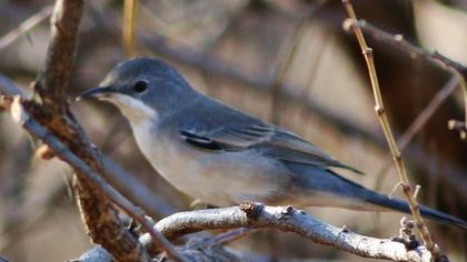 Karaboğazlı ötleğen