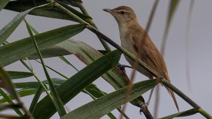 Büyük kamışçın