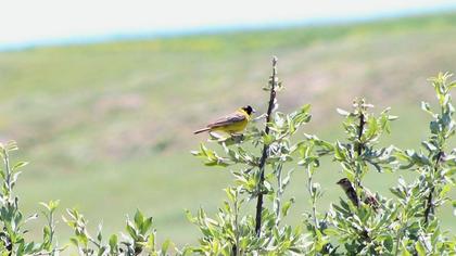 Karabaşlı kirazkuşu