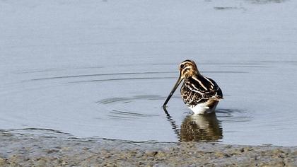 Common Snipe