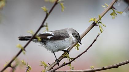 Collared Flycatcher