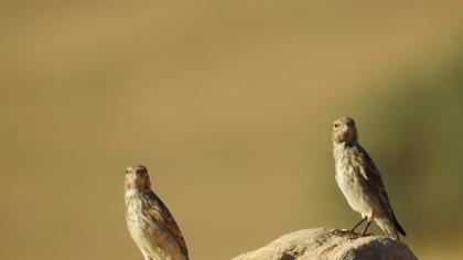 Common Linnet