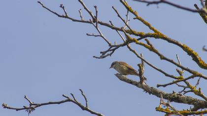 Akgerdanlı ötleğen