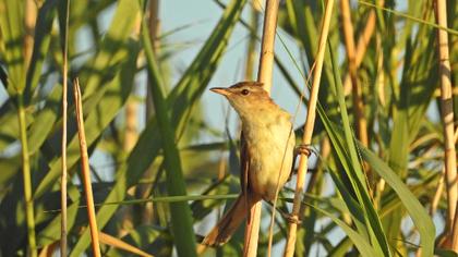 Büyük kamışçın