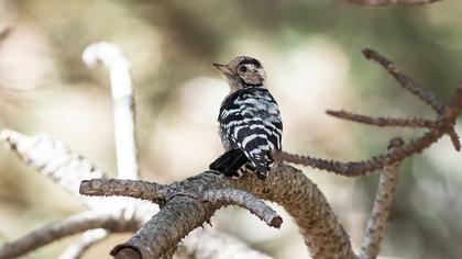 Küçük ağaçkakan