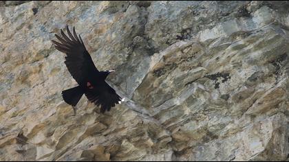 Kırmızıgagalı dağ kargası