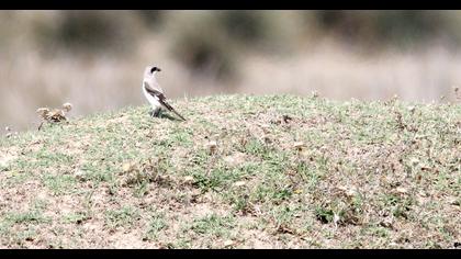 Karaalınlı örümcekkuşu