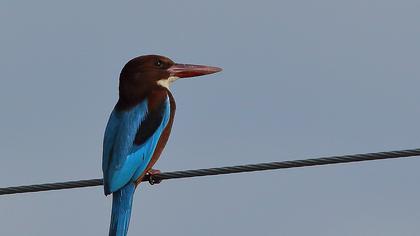 İzmir yalıçapkını