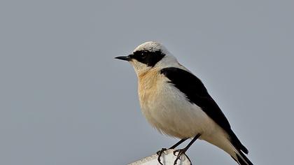 Karakulaklı kuyrukkakan