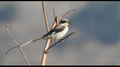 Karaalınlı örümcekkuşu