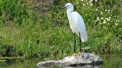 Küçük ak balıkçıl