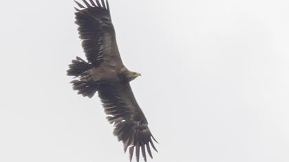 Küçük orman kartalı