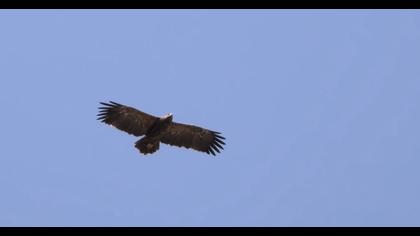 Küçük orman kartalı