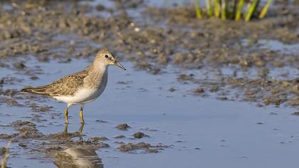 Sarıbacaklı kumkuşu