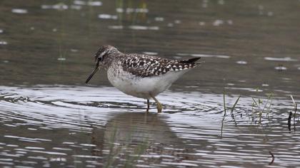 Orman düdükçünü