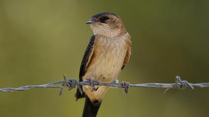 Kızıl kırlangıç