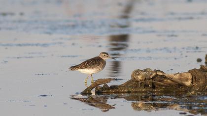 Orman düdükçünü