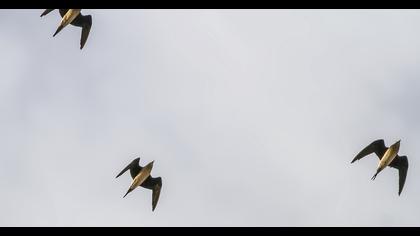 Karakanatlı bataklıkkırlangıcı