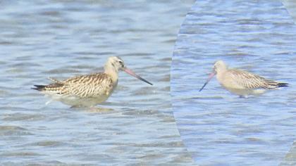 Kıyı çamurçulluğu