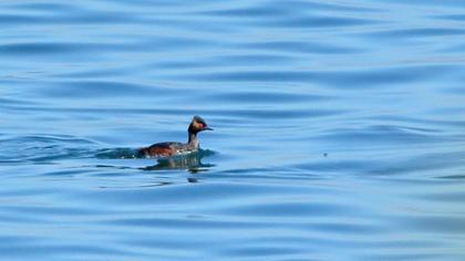 Karaboyunlu batağan