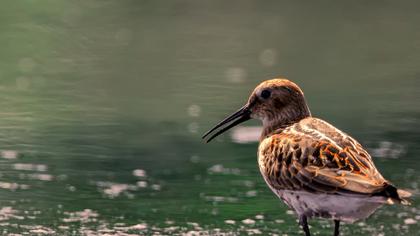 Karakarınlı kumkuşu