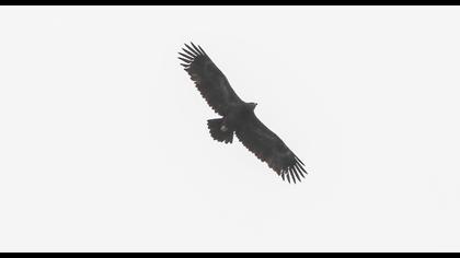 Büyük orman kartalı