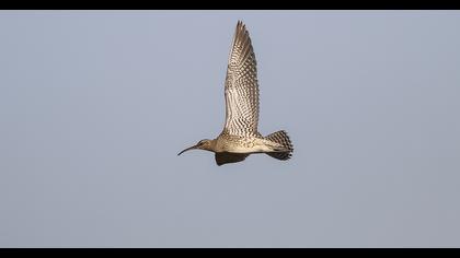 Sürmeli kervançulluğu