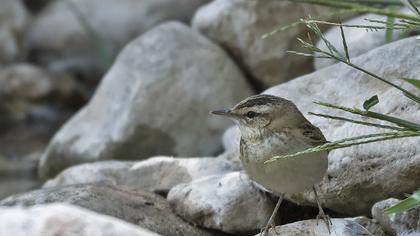 Kındıra kamışçını
