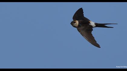 Kızıl kırlangıç