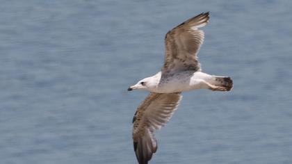 Van gölü martısı