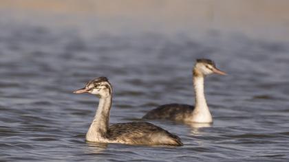 Great Crested Grebe
