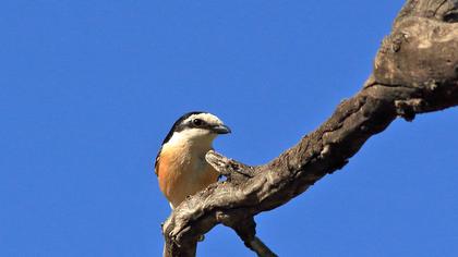 Maskeli örümcekkuşu