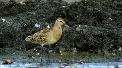 Kıyı çamurçulluğu