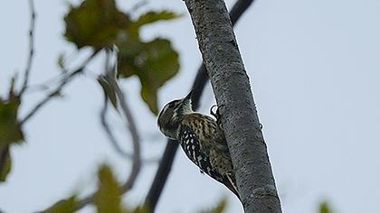 Küçük ağaçkakan