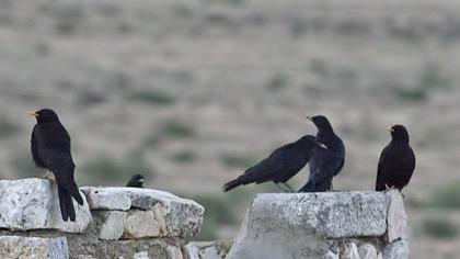 Sarıgagalı dağ kargası