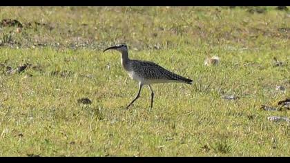 Sürmeli kervançulluğu