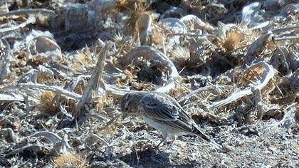 Türkistan çorak toygarı