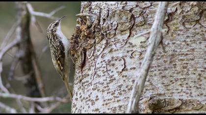 Orman tırmaşıkkuşu