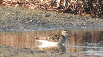 Orman düdükçünü