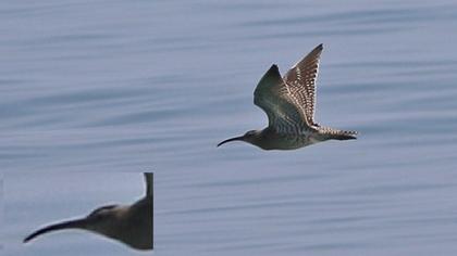 Sürmeli kervançulluğu