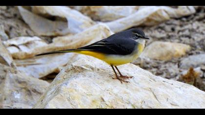 Dağ kuyruksallayanı